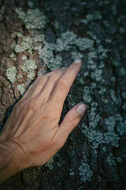 Senor adult hands touching hard wood pine tree bark.