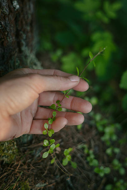 istock hand is softly grasping a delicate green branch filled with small leaves. background features rich foliage, indicating a serene forest location bathed in natural light 2232542841