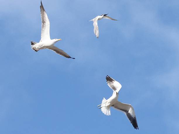 istock Kelp gull kleptoparasitism: Two large Kelp Gulls attempt a mid-air attack on a sandwich tern to  force it to drop the fish it's carrying in its beak 2232543229