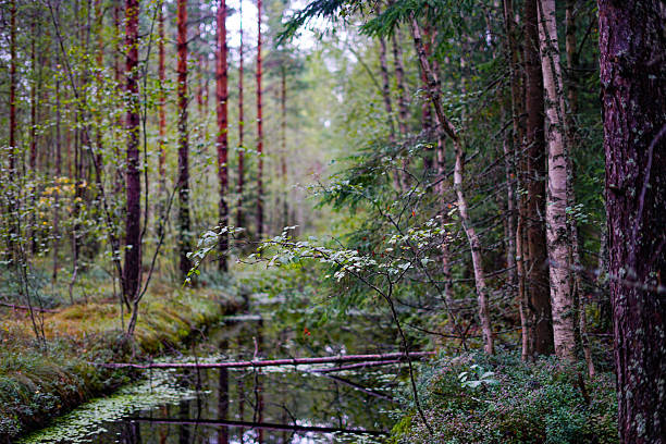 A serene waterway flowing through a lush, verdant forest.
