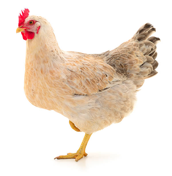 istock Chicken isolated on white background full body 2232544091
