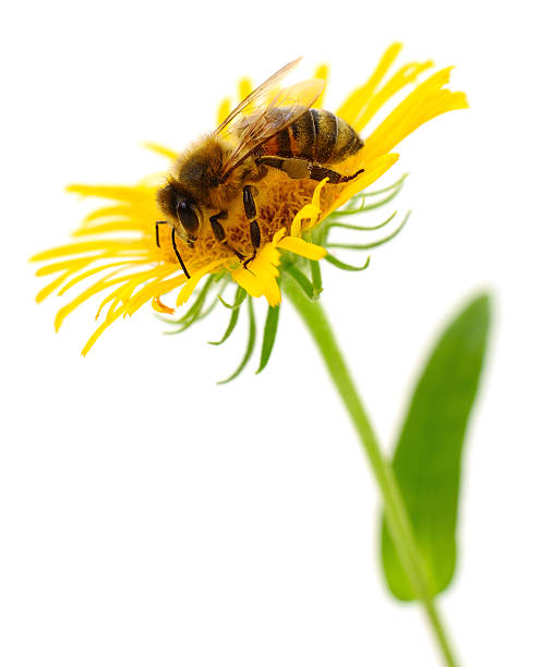 istock Bee on yellow flower isolated on white background 2232544104