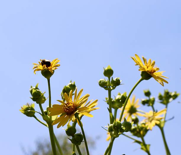 Blossom of a cup plant, Silphium perfoliatum, against the blue sky with a bee.