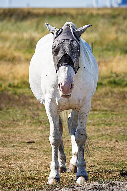 A white horse wearing a face mask designed to shield its nose and eyes from insects, seen from the front on a dry summer pasture. The photo was taken at Amager Beach Park South, a nature area located about 30 minutes from downtown Copenhagen by public transportation.
