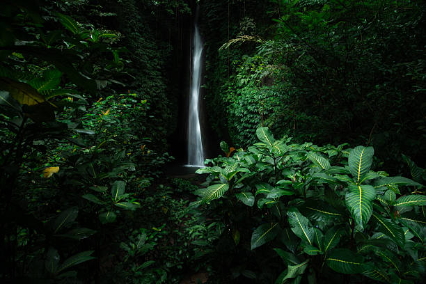 A scenic waterfall in the lush tropical forest of Bali, flowing into the serene Lake Lake. Surrounded by greenery and misty spray, this hidden gem offers a peaceful nature escape and is a popular travel destination.\