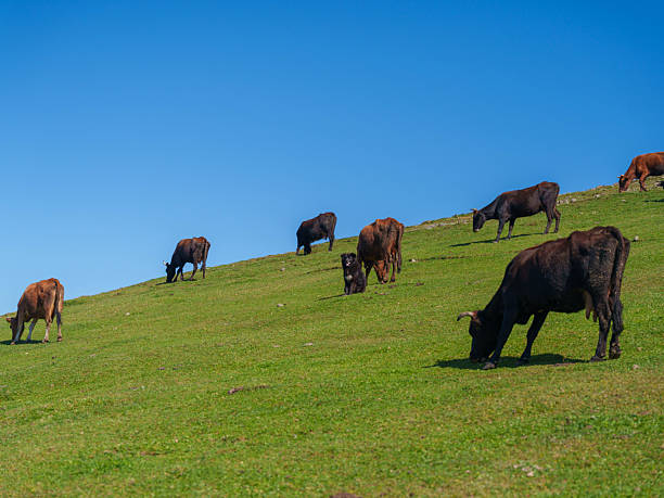istock A Herding Dog Tending Cattle on a Mountain Pasture 2232547210