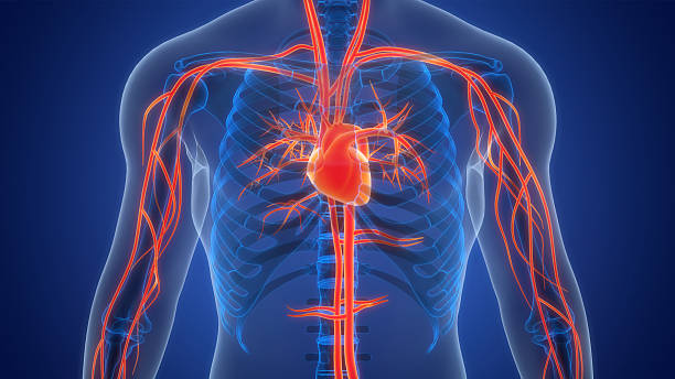 istock Human Circulatory System Heart Anatomy 2232547336