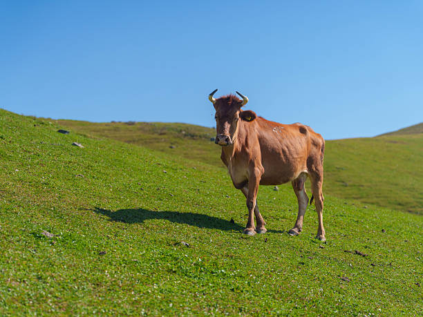 istock Cows Grazing in a Mountain Pasture with Forested Hills 2232547846
