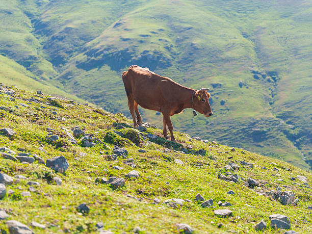 Cows Grazing in a Mountain Pasture with Forested Hills. High quality photo