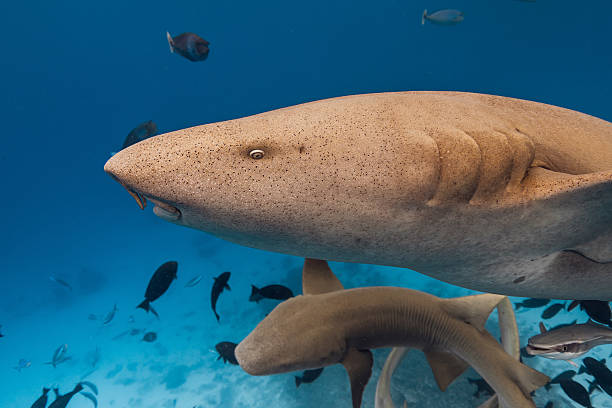 Nurse shark close up underwater in blue ocean.