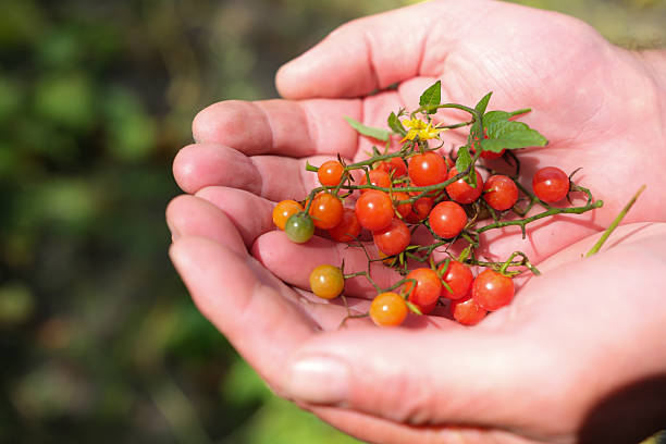 Red currant tomato in the man's palms. The smallest tomatoes for decorating dishes. Home growing. Tomato disease and protection. Copy space.