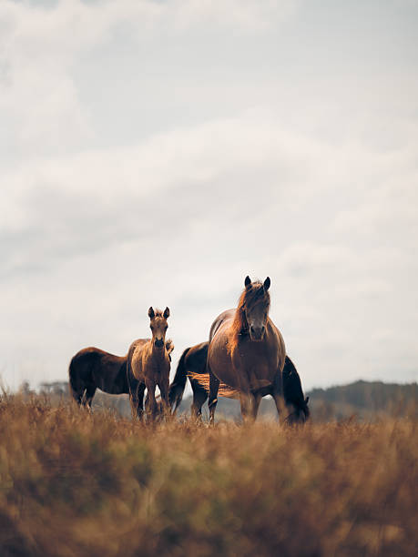 Front view of a group of horses with a foal standing in a field under a cloudy sky. The natural light and strong presence of the animals evoke themes of family, strength, freedom, and rural life.
