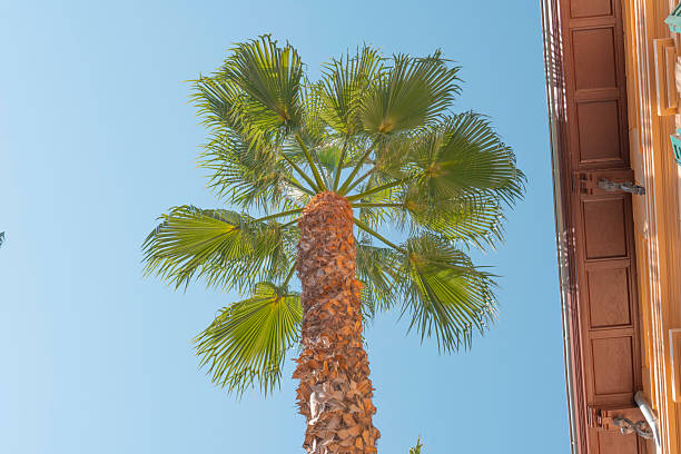 Low angle view of a tall palm tree with green fronds reaching toward the clear blue sky next to an urban Mediterranean style building, concept of summer, vacation, nature and tropical climate.
