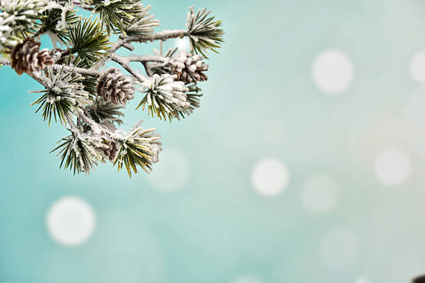 Christmas Tree with Ornaments and Christmas Lights
