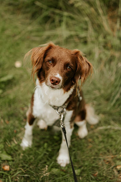 Cute springer spaniel mix  outdoors in garden Sprocker