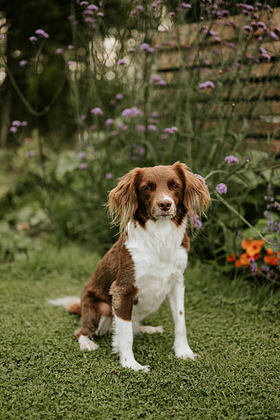 Cute springer spaniel mix  outdoors in garden Sprocker