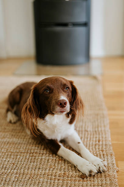 istock Cute springer spaniel mix at home indoors Sprocker 2232561291