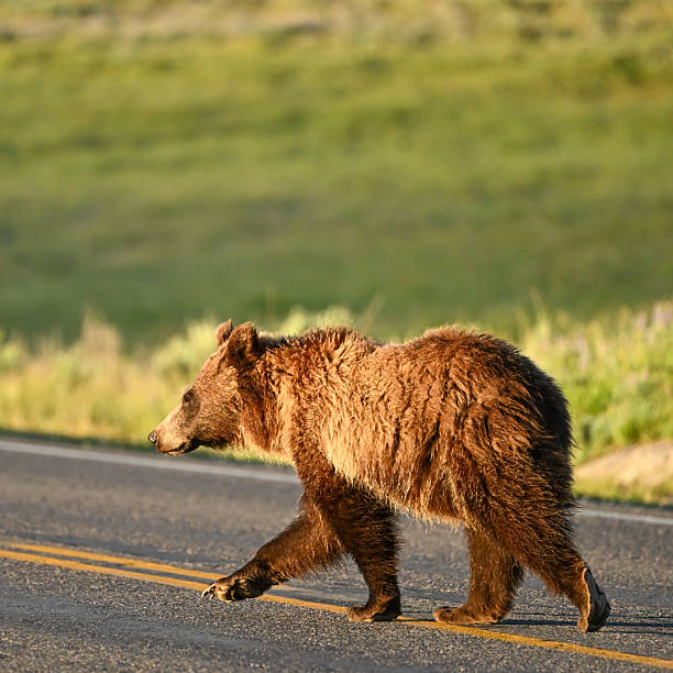 istock Small Grizzy Bear Cross Yellow Stripe On The Road 2232562453