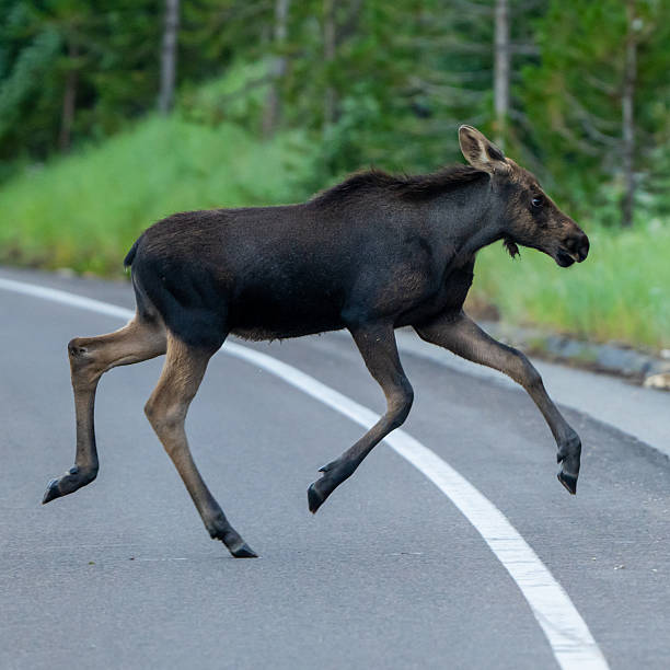 istock Young Moose Runs Across Road And Jumps Over White Paint Line 2232563440