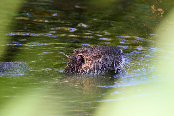 Close-up of a nutria swimming in shallow water with its head peeking above the surface