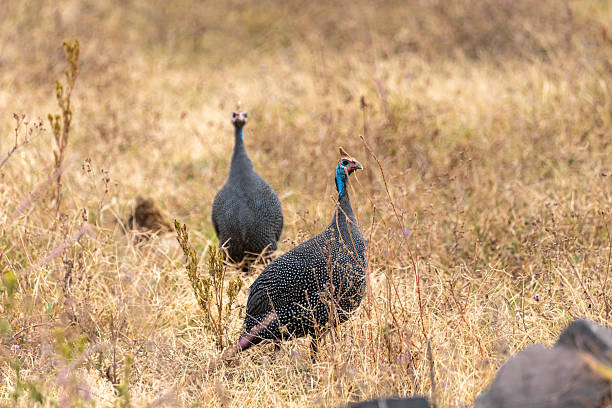 Two helmeted guineafowl walk through dry grassland in Ngorongoro Crater, Tanzania, their blue heads and speckled plumage standing out against the golden savanna.