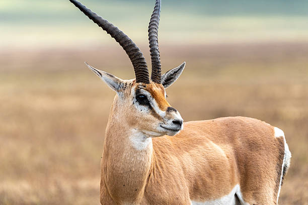 istock Wild Thomson's Gazelle 2232566334