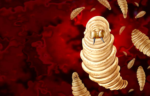 Screwworm Parasite stock photo