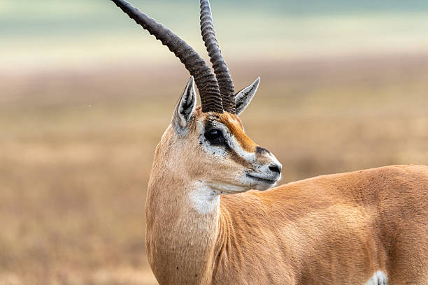 istock Wild Thomson's Gazelle 2232566451