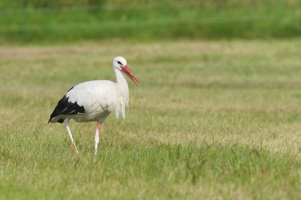 istock White Stork (Ciconia ciconia) – common species in Czech Republic, walking in meadow. 2232567876