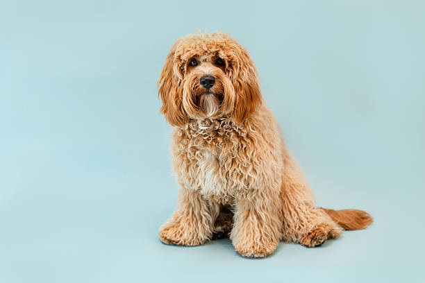 istock Curly brown Labradoodle or poodle or goldendoodle dog on a blue isolated background 2232567949