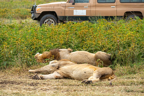 istock Lions and Safari Vehicles 2232568070
