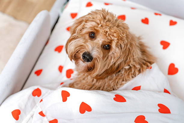 istock Fluffy goldendoodle or cavapoo dog in bed under a white blanket with hearts. 2232569356