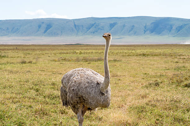 istock Female Ostrich Close-up 2232569877