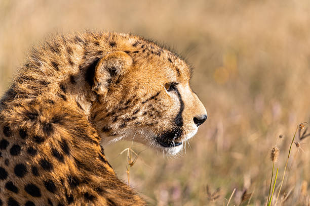 istock Cheetah Close up Portrait 2232570425