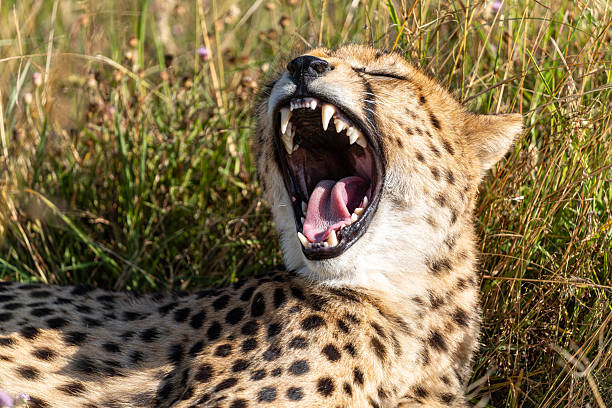 A cheetah yawns while resting in the grasslands of Ndutu in the Serengeti, Tanzania