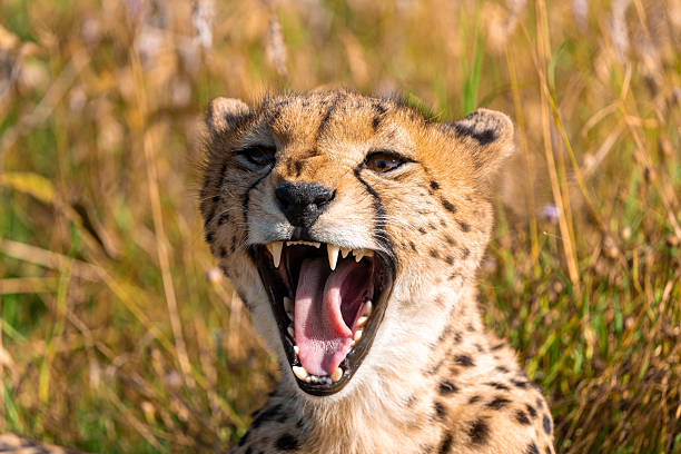 istock Wild Cheetah Yawning 2232570445