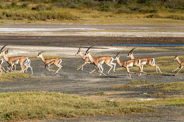 istock Herd of Gazelles Running 2232570471
