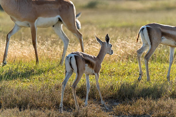 istock Baby Thomson's Gazelle 2232570519