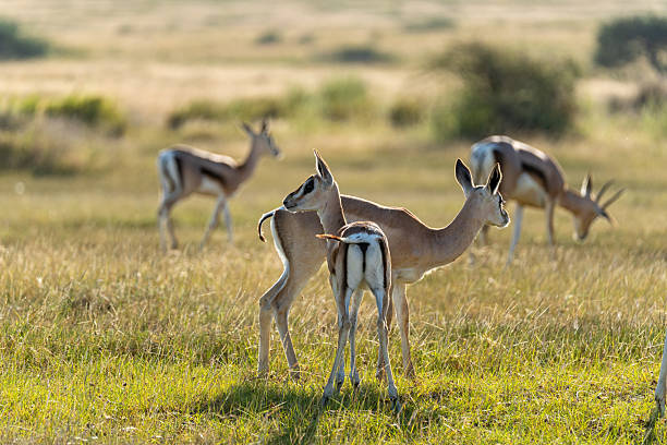 Baby Thomson's Gazelle