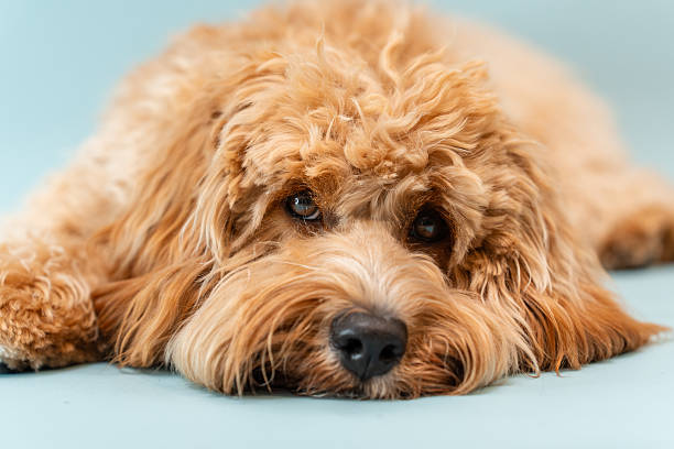 istock Curly brown Labradoodle or poodle or goldendoodle dog on a blue isolated background 2232571268