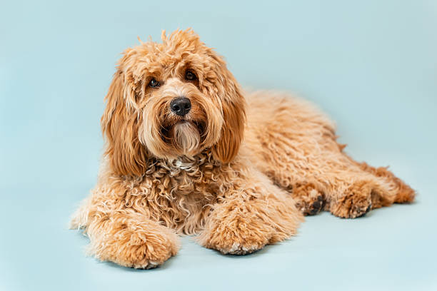 istock Curly brown Labradoodle or poodle or goldendoodle dog on a blue isolated background 2232571409