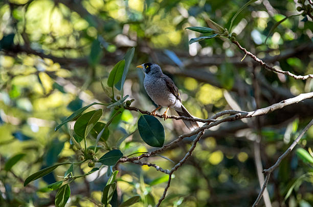 istock Australian Noisy Miner (Manorina melanocephala) 2232572062
