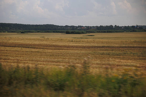 A serene landscape showcasing extensive golden fields under a cloudy sky, perfect for agriculture and nature lovers.