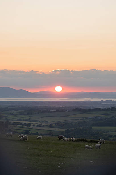 istock Sunset Gently Illuminates Farmland with Grazing Sheep 2232572869