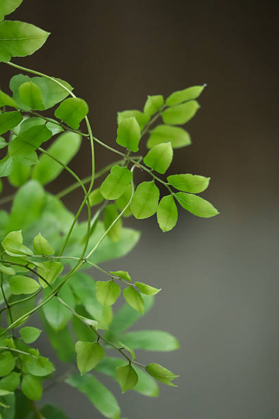 istock Fresh Green Leaves on a Vine 2232573467