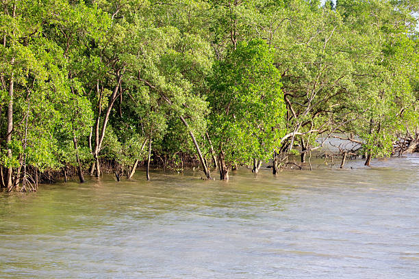 istock Beautiful Green Mangrove Forest by the Seaside 2232573515