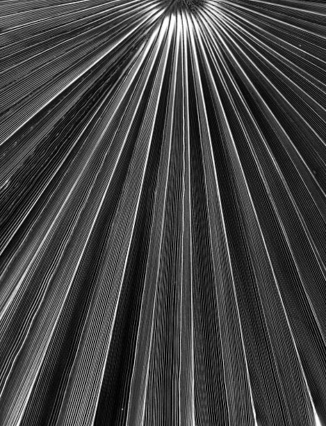 istock Black palm leaf. Close-up. Nature background. 2232575329
