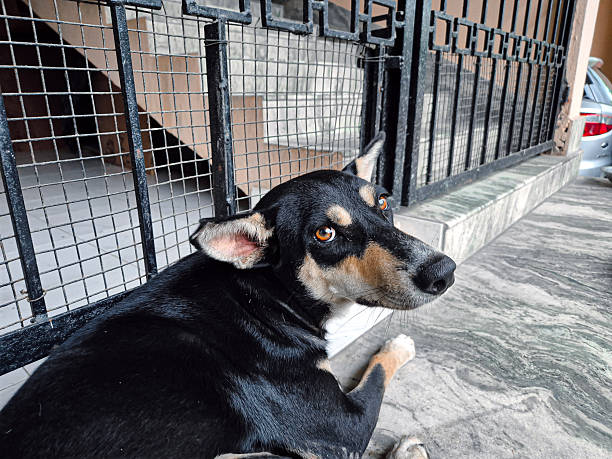 istock indian street dog in a cage 2232575634