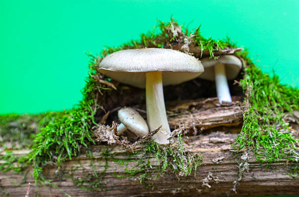 Several mushrooms with white stems and grayish-white caps are growing from under a thick layer of green moss covering a fallen log.