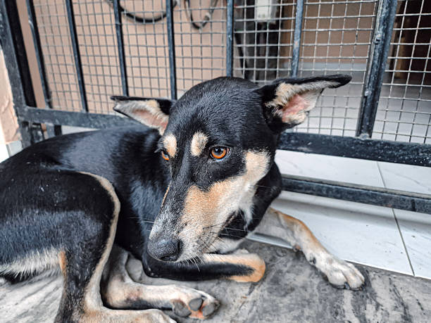 istock indian street dog in a cage 2232576505
